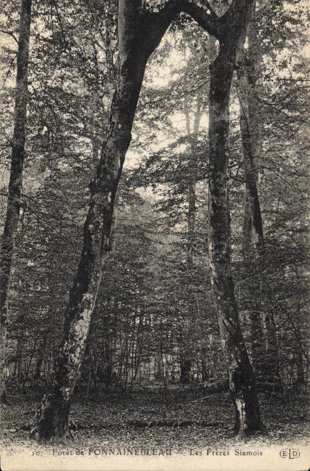 CPA Arbre Foret de Fontainebleau Les freres Siamois 