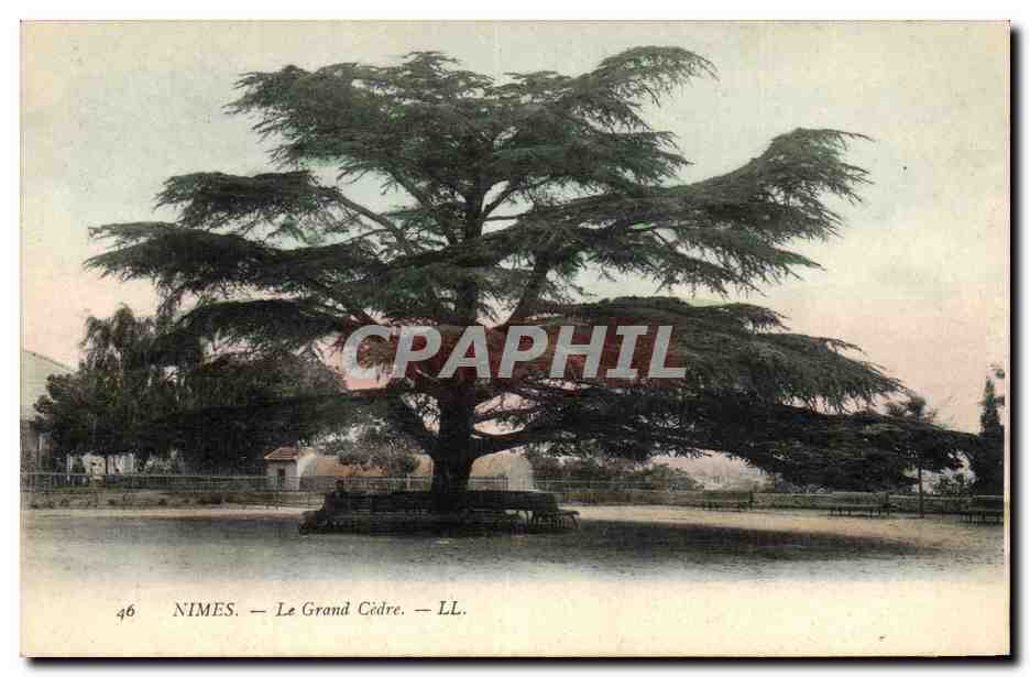 CPA Arbre Nimes Le grand Cedre 