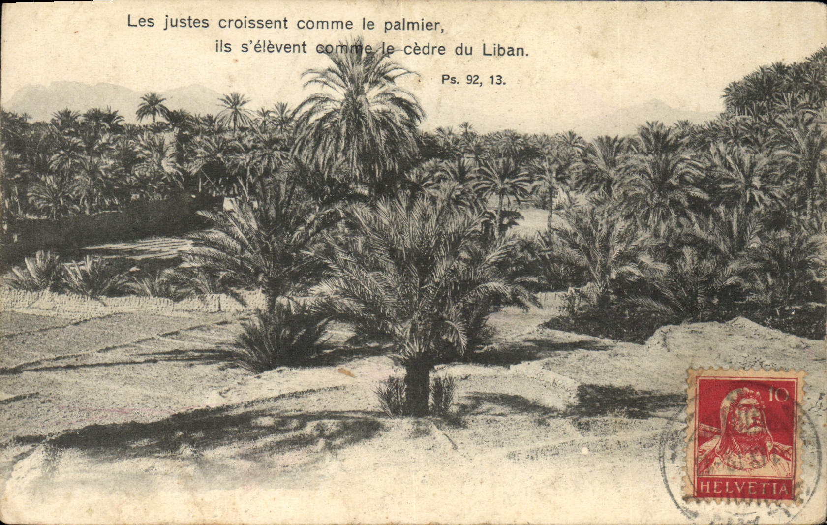 CPA Arbre Arbres Cedre du Liban 