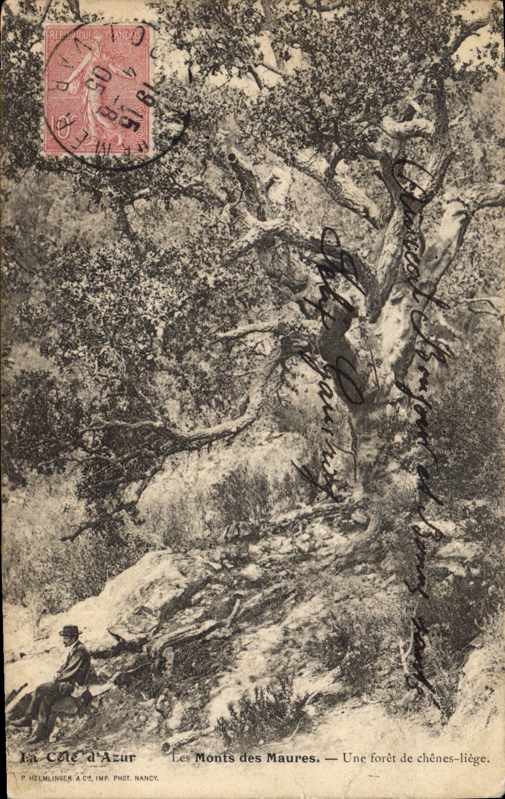 CPA Arbre Les Monts des Maures Une foret de chenes liege 