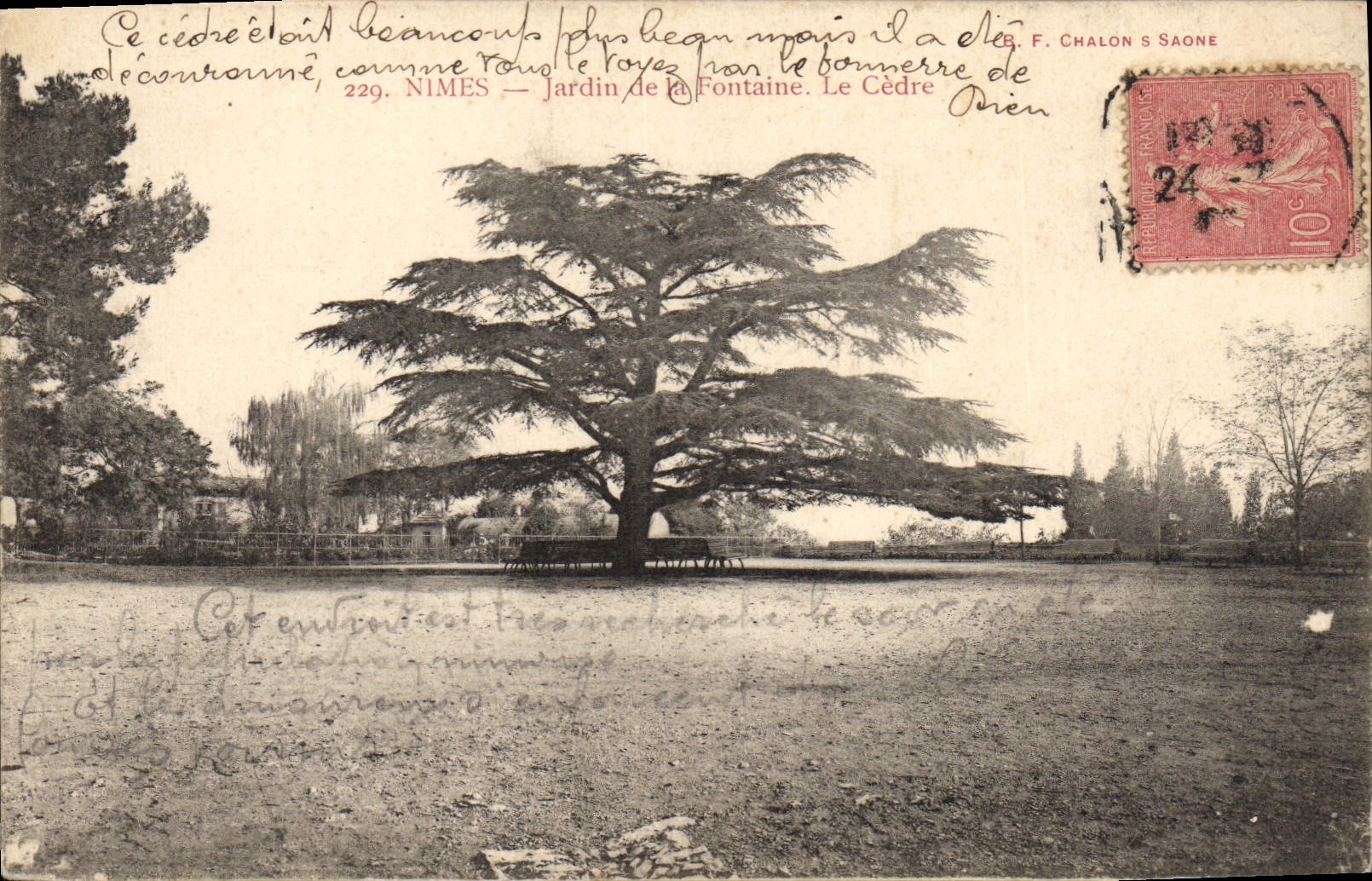 CPA Arbre Nimes Jardin de la Fontaine Le cedre 
