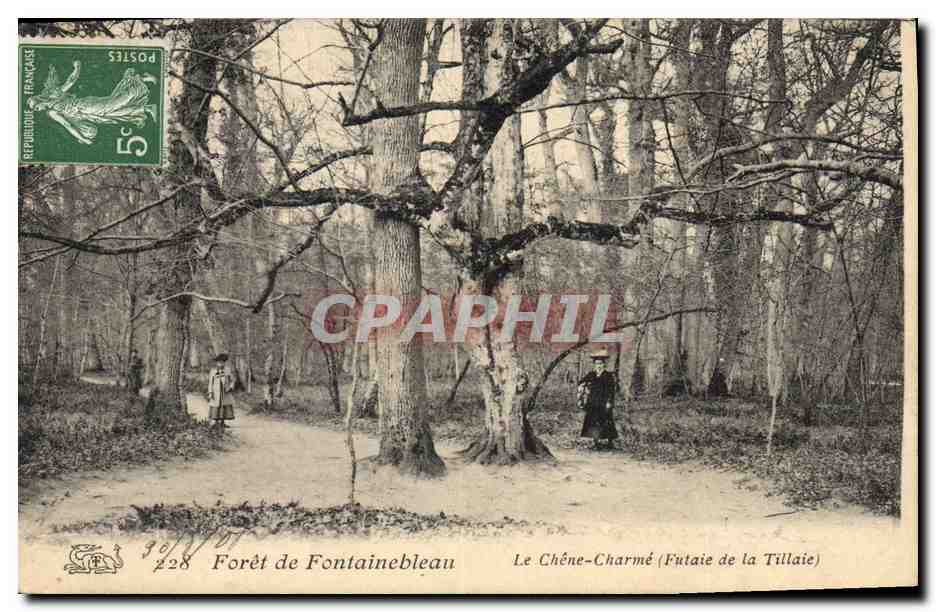 CPA Arbre Foret de Fontainebleau Le Chene charme Futaie de la Tillaie 