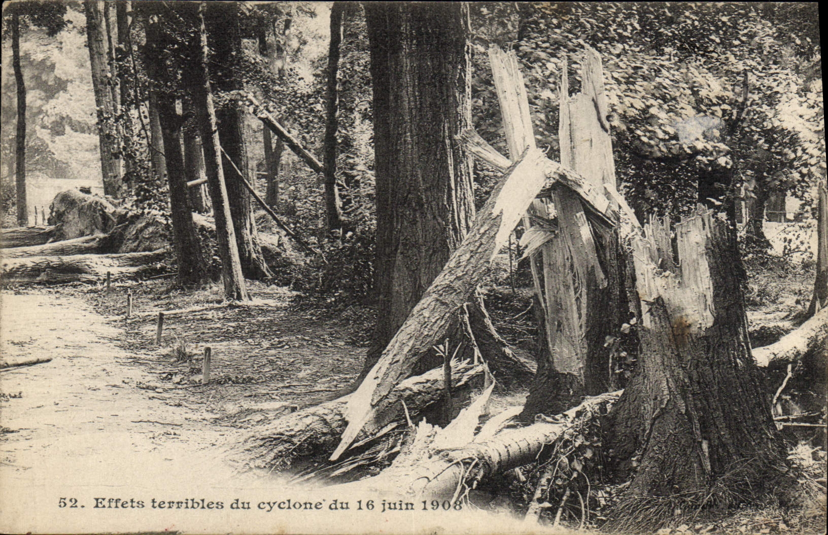 Destruction dans une forêt — Effets terribles du cyclone du 16 juin 1908 — éditeur G. Ragué, n° 52