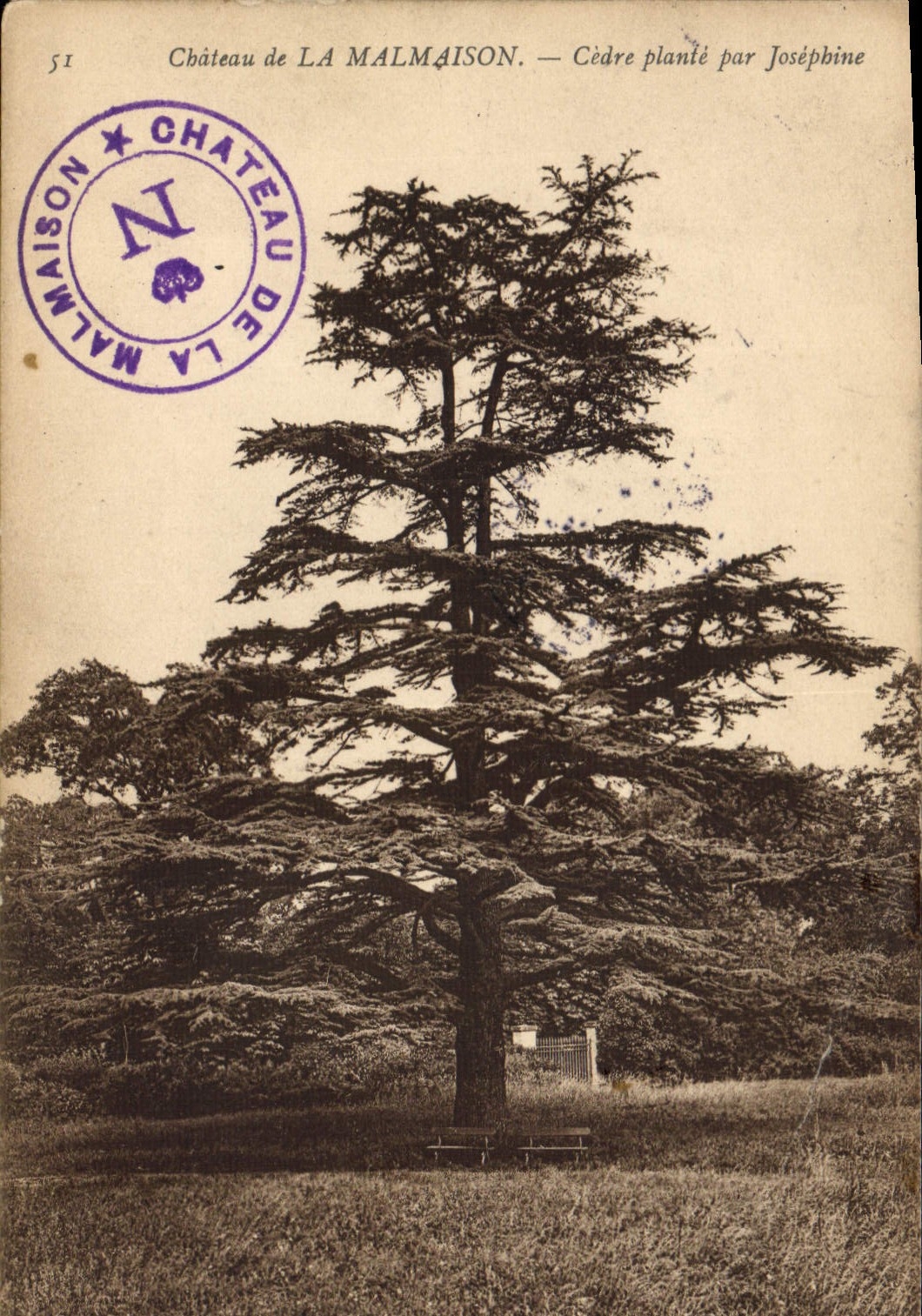 CPA Arbre Chateau de la Malmaison Cedre plante par Josephine 
