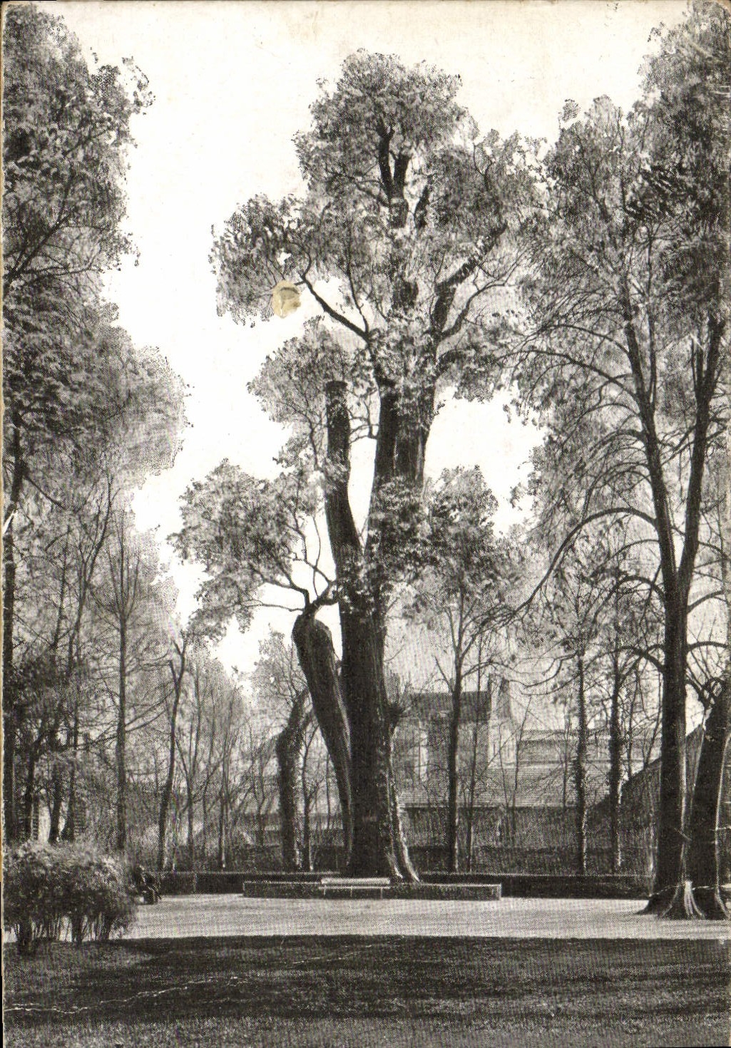 CPA Arbre Dijon Jardin de l'arquebuse Le peuplier noir 