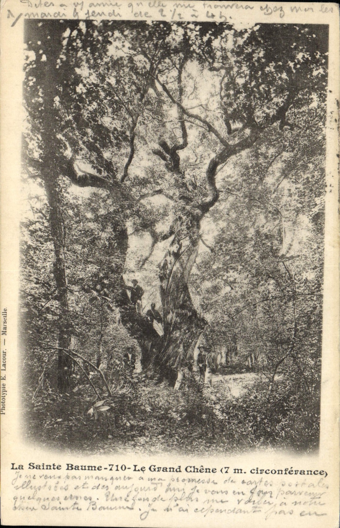 CPA Arbre La Sainte Baume Le grand chene 