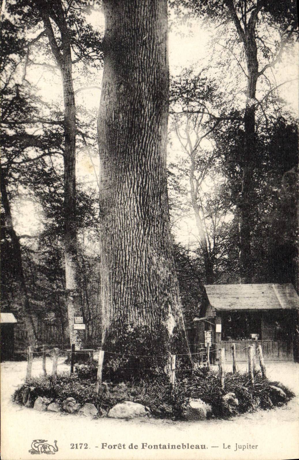 CPA Arbre Foret de Fontainebleau Le Jupiter 