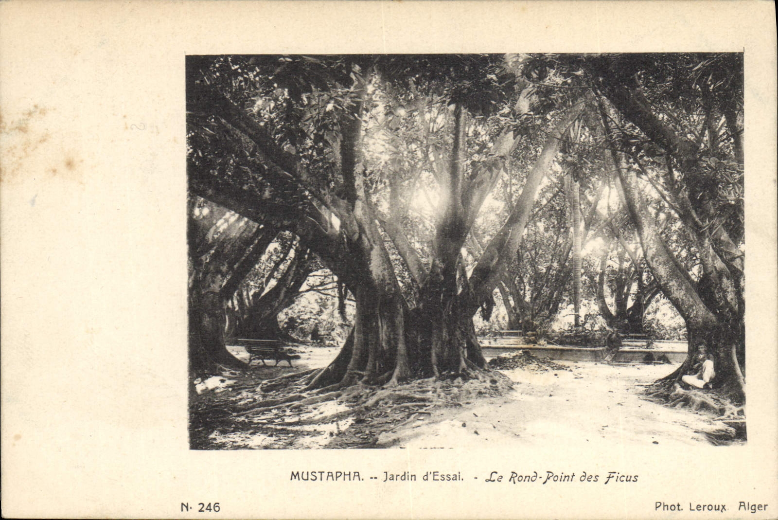 CPA Arbre Mustapha Jardin d'essai Le rond point des Ficus 