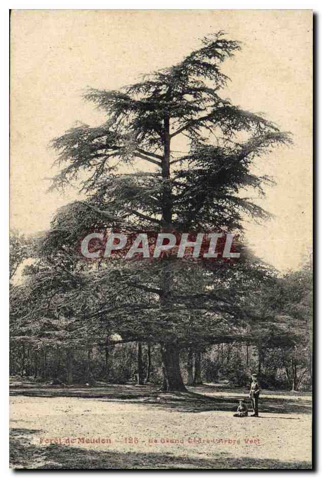 CPA Arbre Foret de Meudon Le grand cedre Arbre vert 