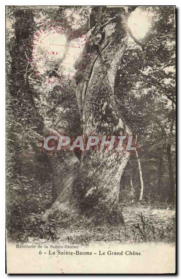 CPA Arbre La Sainte Baume Le grand chene 