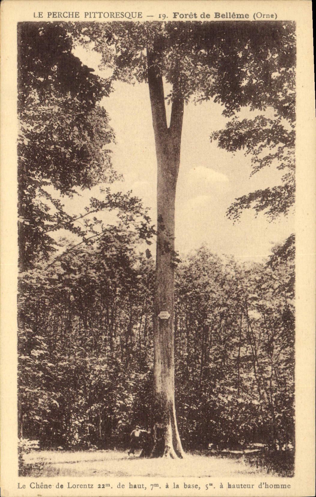 CPA Arbre Le chene de Lorentz Foret de Belleme Orne 