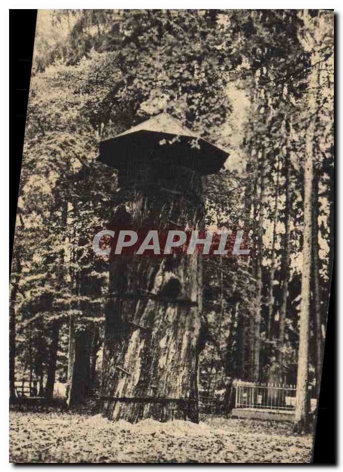 CPA Arbre Gros chene dans le foret de Haguenau 