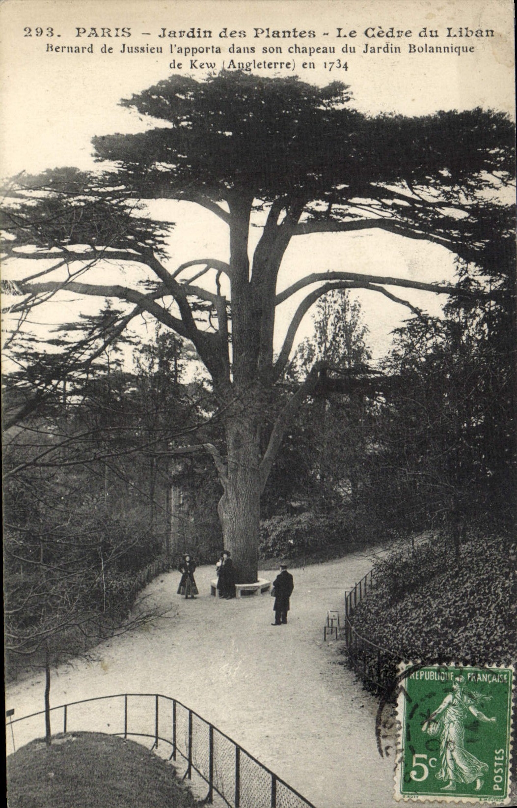 CPA Arbre Paris Jardin des Plantes Le cedre du Liban 