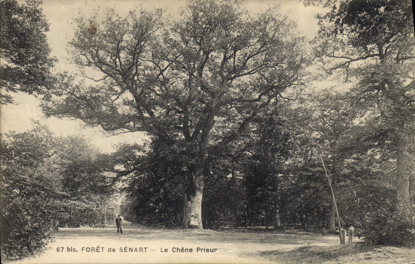 CPA Arbre Foret de Senart Le chene Prieur 