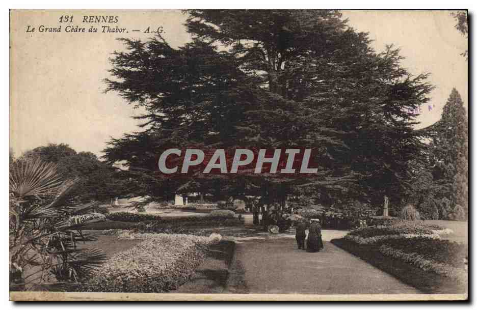 CPA Arbre Rennes Le grand cedre du Thabor 