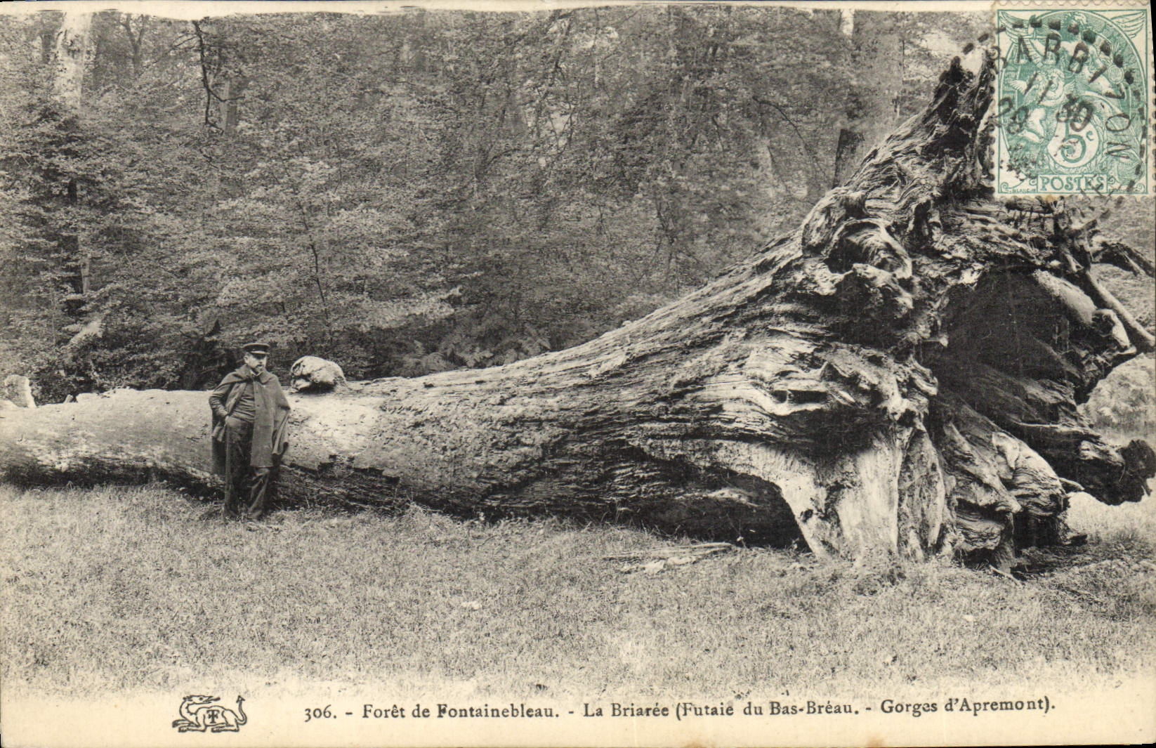 CPA Arbre Foret de Fontainebleau La Briaree Futaie de Bas Breau Gorges d'Apremont 