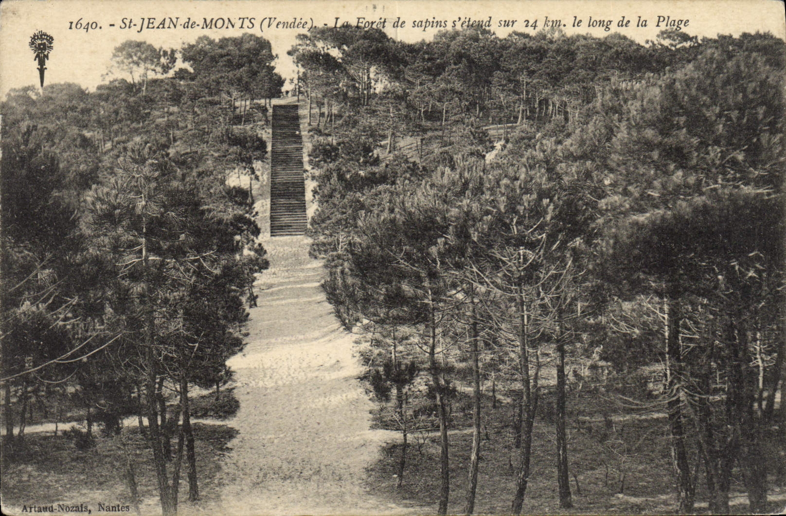 CPA Arbre St Jean de Monts La foret de sapins 