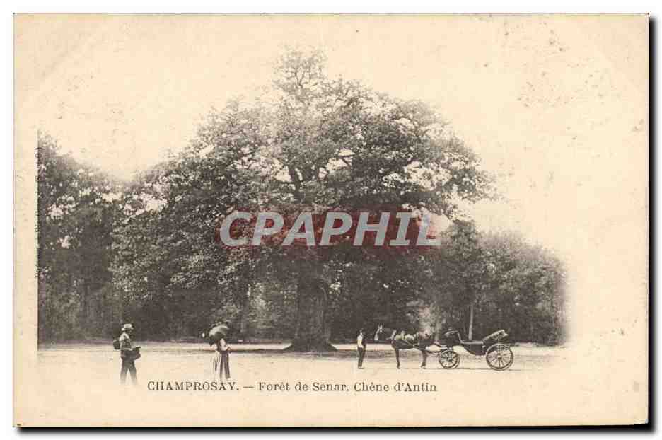 CPA Arbre Champrosay Foret de Senar Chene d'Antin 