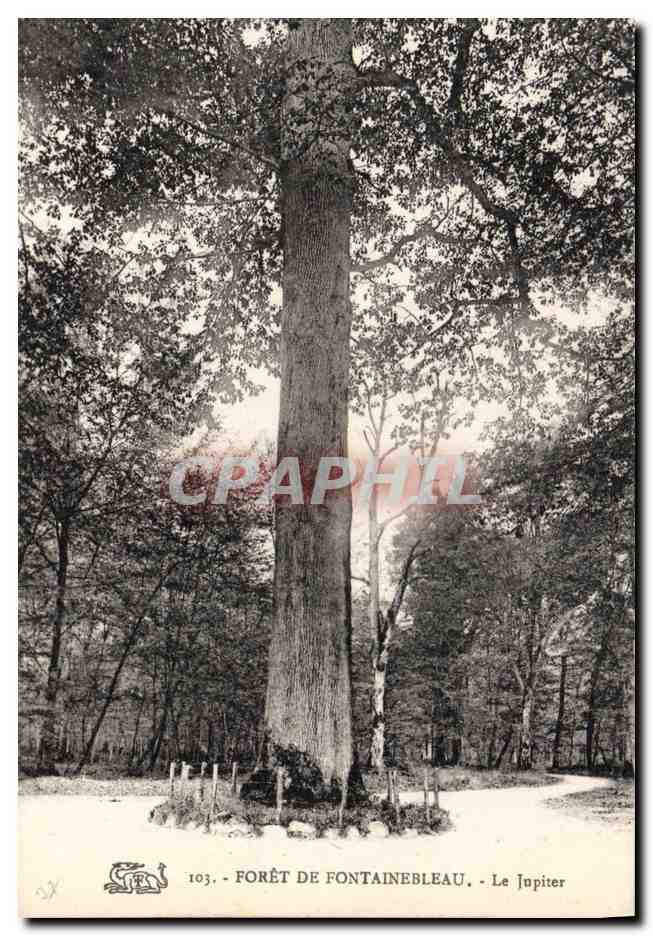 CPA Arbre Foret de Fontainebleau Le Jupiter 