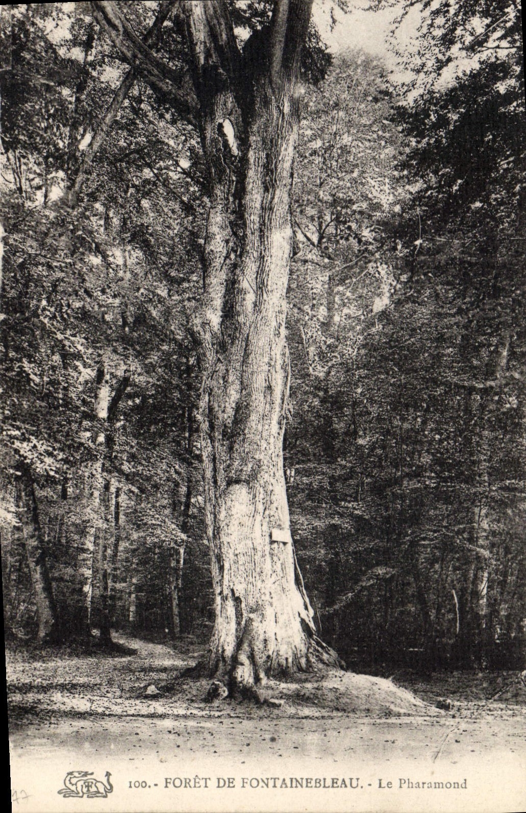 CPA Arbre Foret de Fontainebleau Le Pharamond 