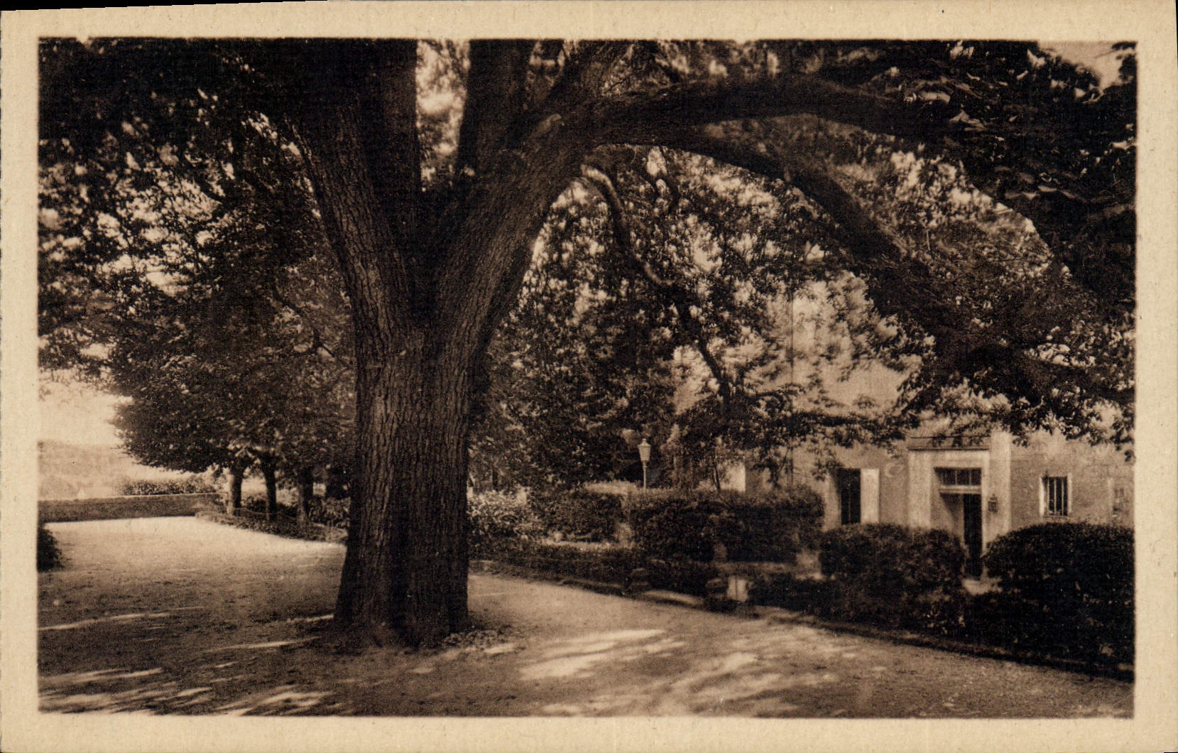 CPA Arbre Loches Le chateau royal Marronnier plante par Francois 1er 