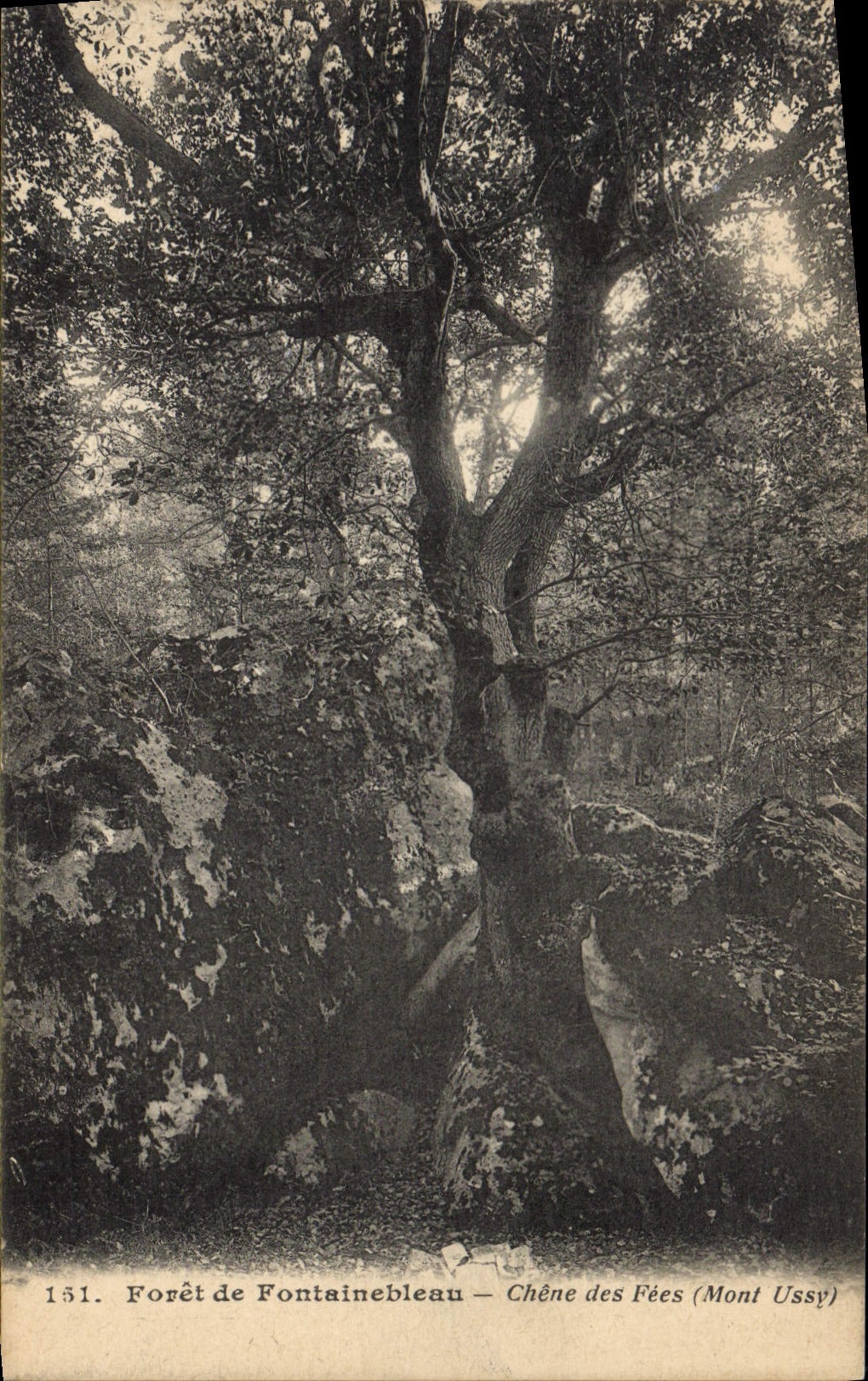 CPA Arbre Foret de Fontainebleau Chene des Fees Mont Ussy 