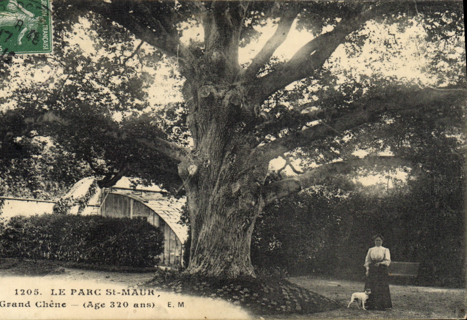 CPA Arbre Le Parc St Maur Le grand chene 