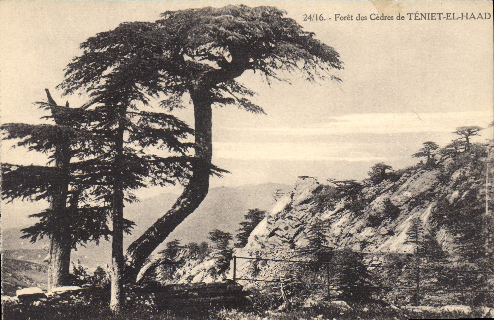 CPA Arbre Foret des Cedres de Teniet El Haad 