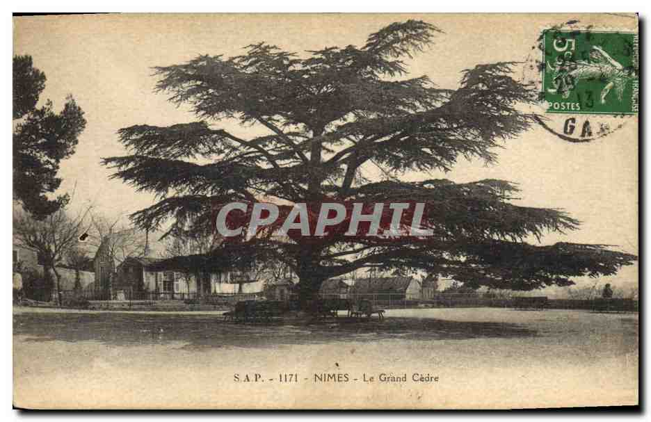 CPA Arbre Nimes Le Grand Cedre 