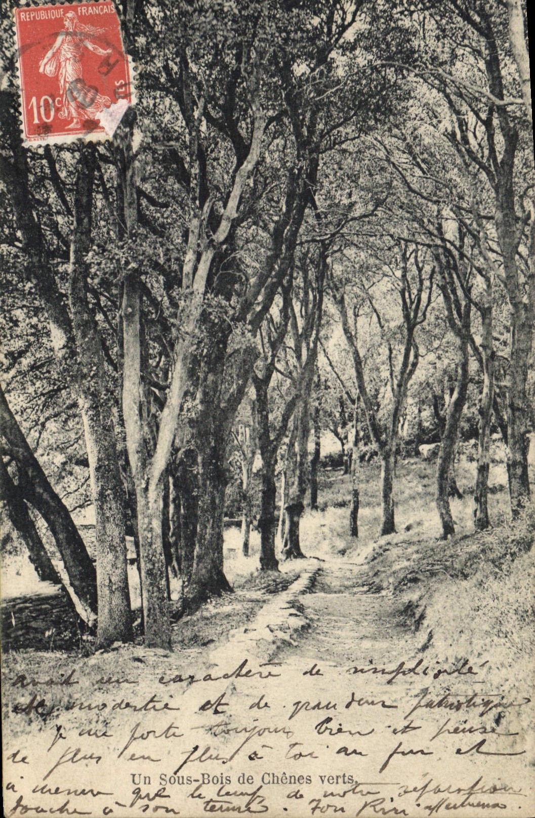 CPA Arbre Un sous bois de chenes verts 