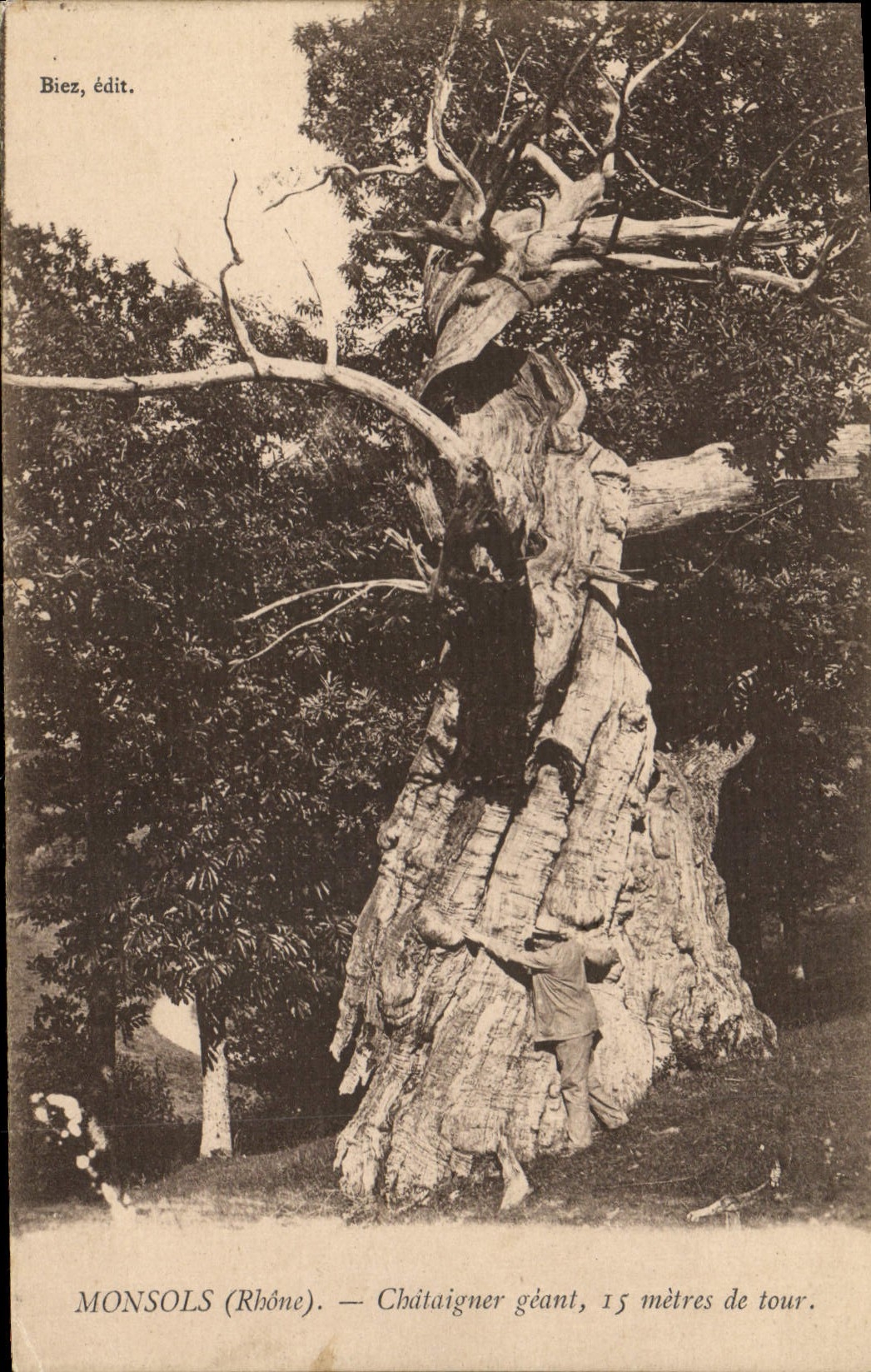 CPA Arbre Monsols Chataignier geant 