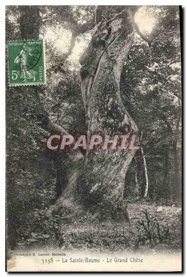 CPA Arbre La Sainte Baume Le grand chene 
