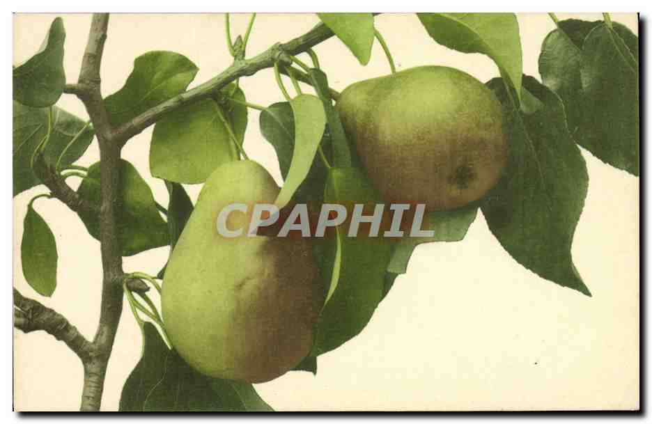CPA Fantaisie Nature morte 