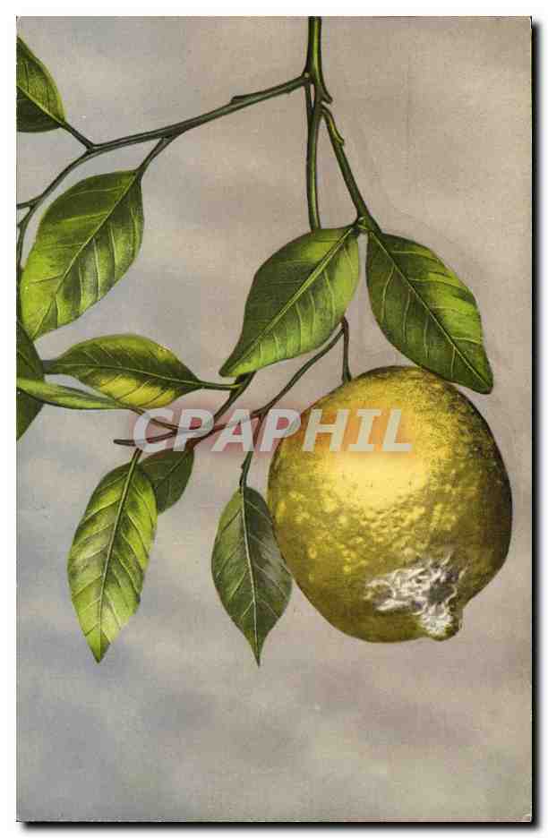 CPA Fantaisie Nature morte Citron 