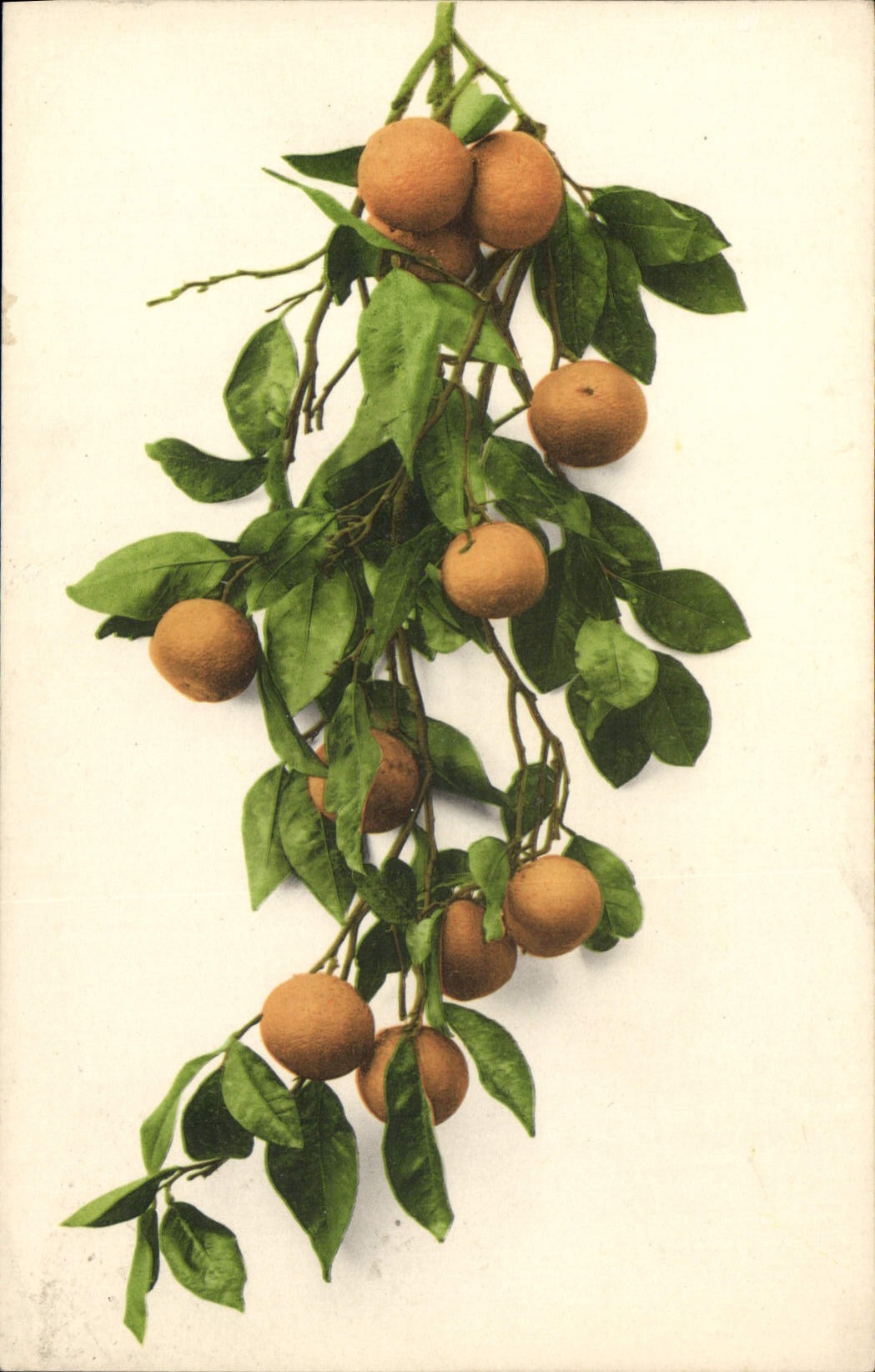 CPA Fantaisie Nature morte 