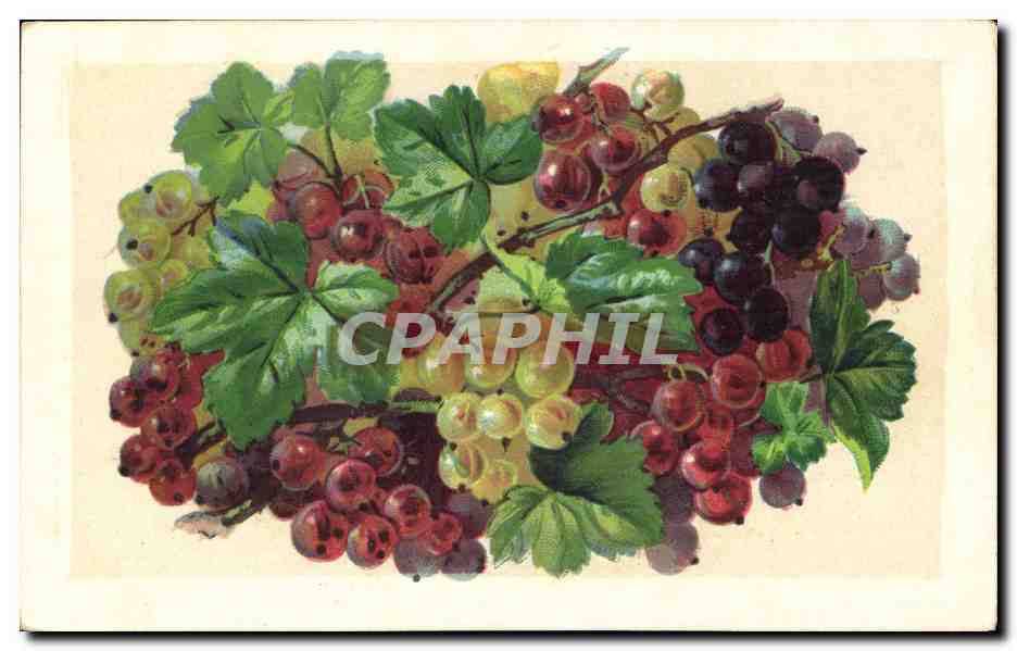 Groselliers — illustration botanique — éditeur non visible