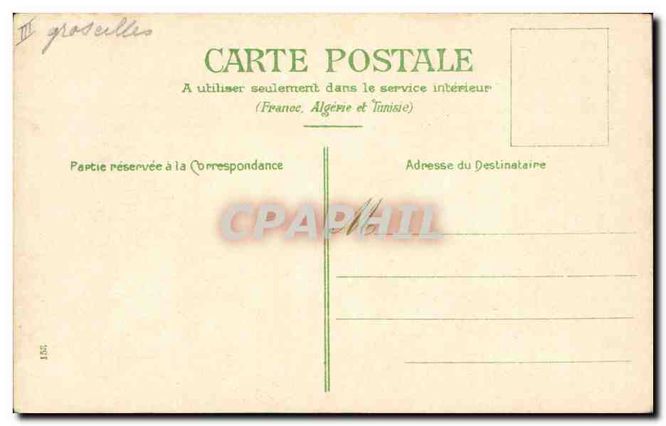 Groselliers — illustration botanique — éditeur non visible — Verso
