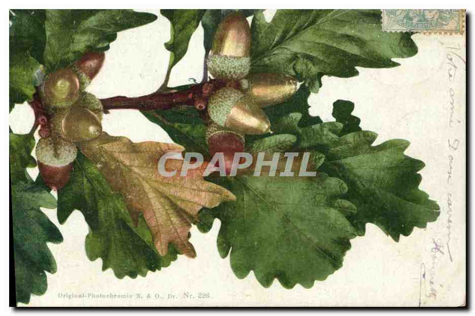 Acorns and oak leaves — Original-Photocromie N. & O., Dr. Nr. 226