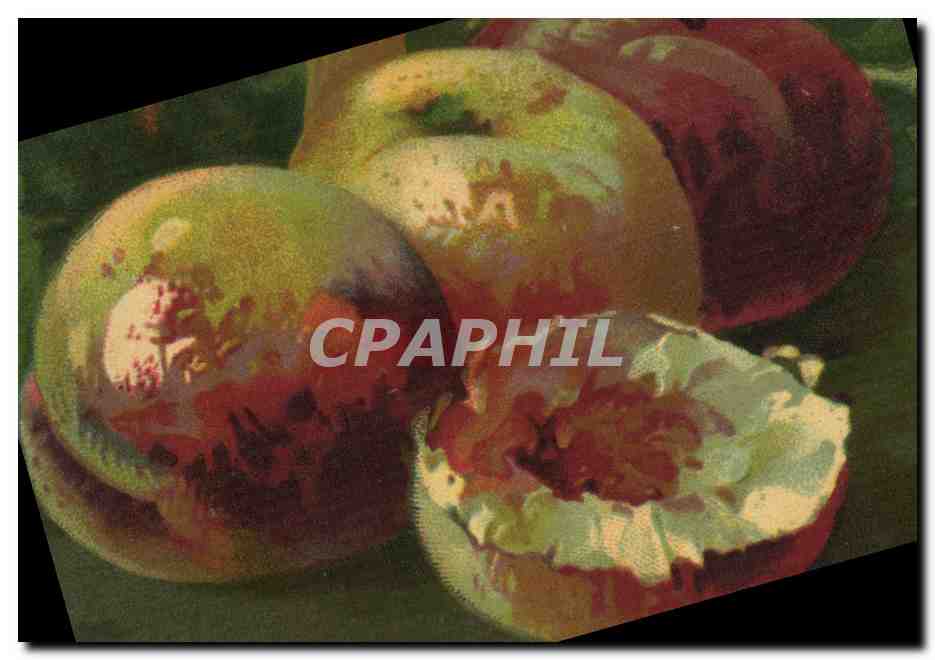 CPA Fantaisie Nature morte 