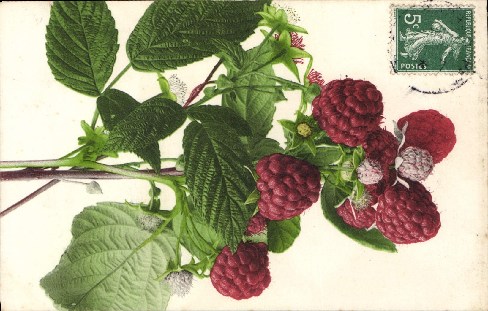 CPA Fantaisie Nature morte Framboises 