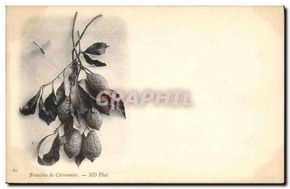 CPA Fantaisie Nature morte Branches de citronnier 