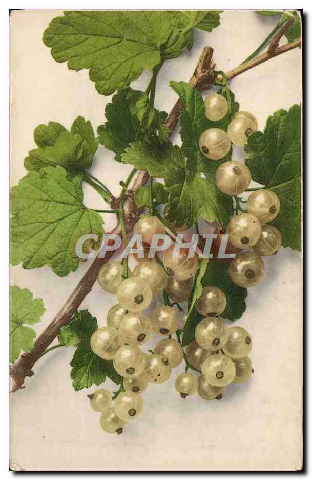 CPA Fantaisie Nature morte 