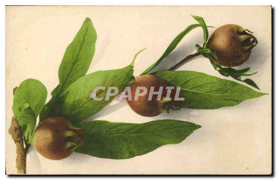 CPA Fantaisie Nature morte 