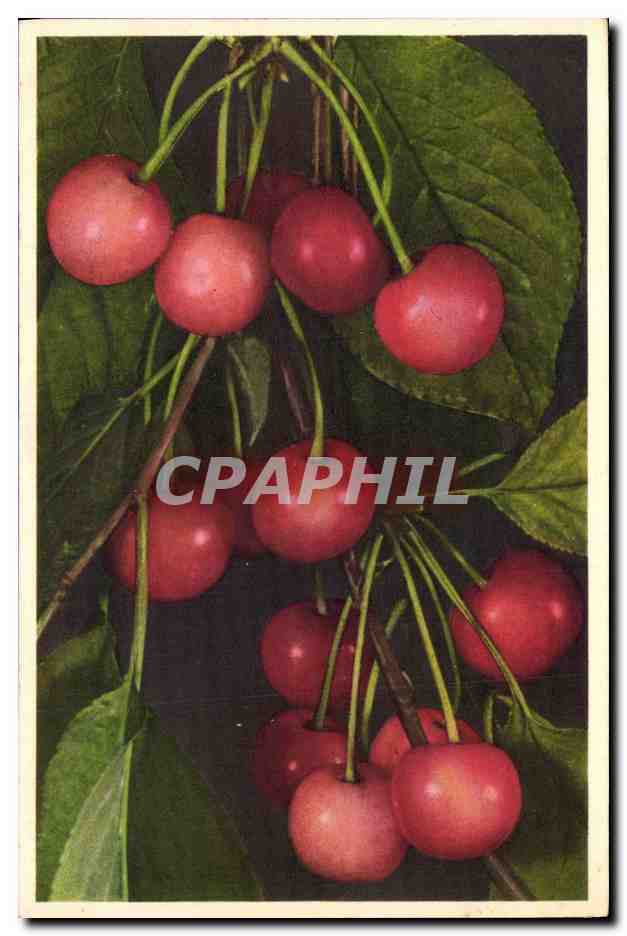 CPA Fantaisie Nature morte 