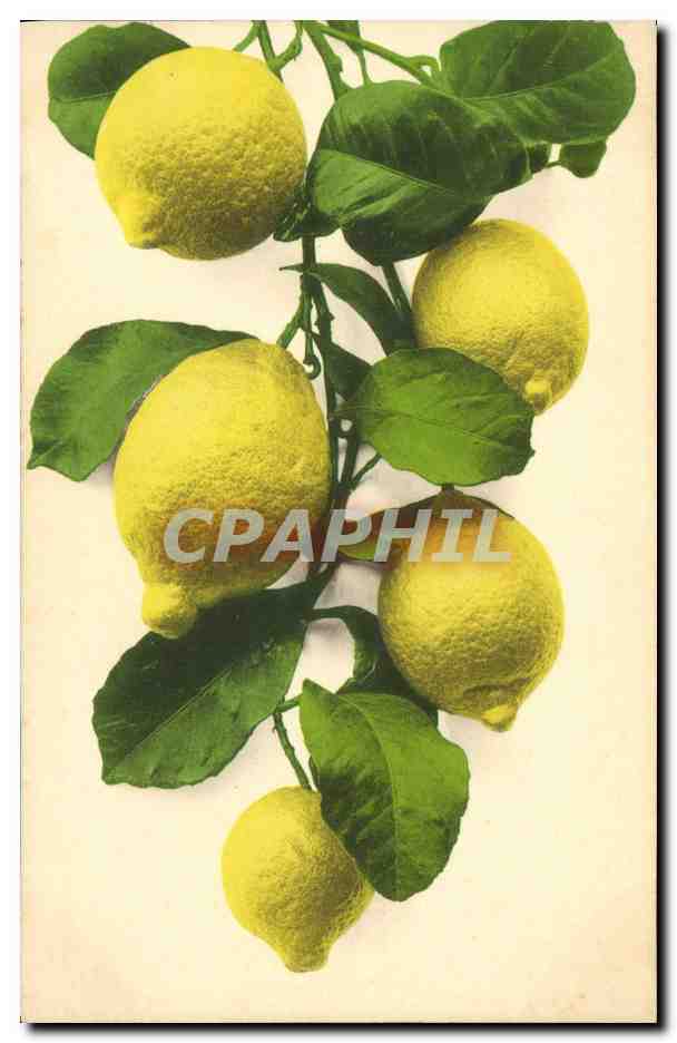 CPA Fantaisie Nature morte Citrons 