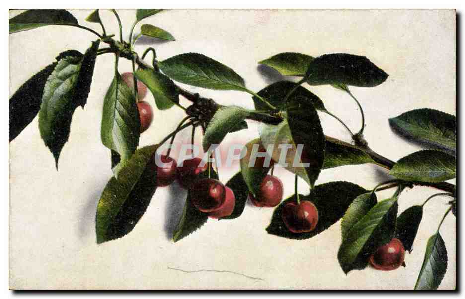 CPA Fantaisie Nature morte 