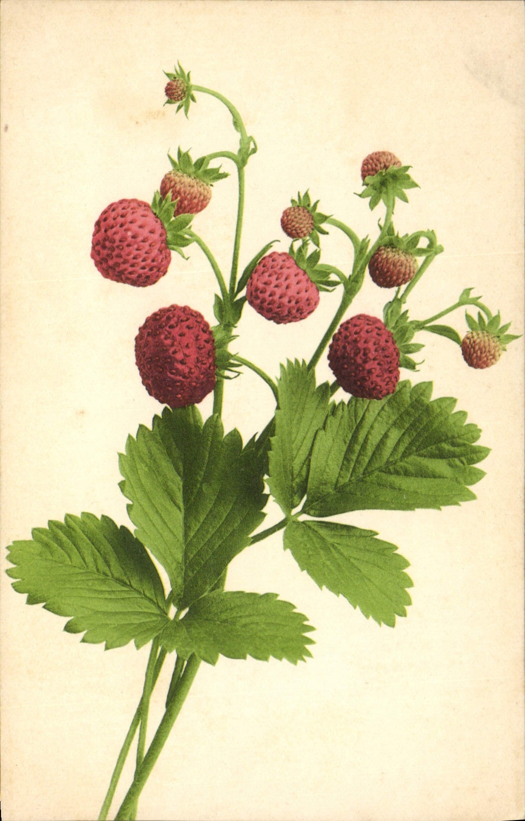 CPA Fantaisie Nature morte 