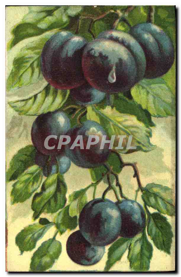 CPA Fantaisie Nature morte 