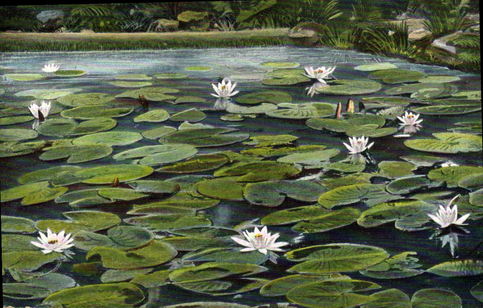CPA Fantaisie Fleurs Nenuphars 