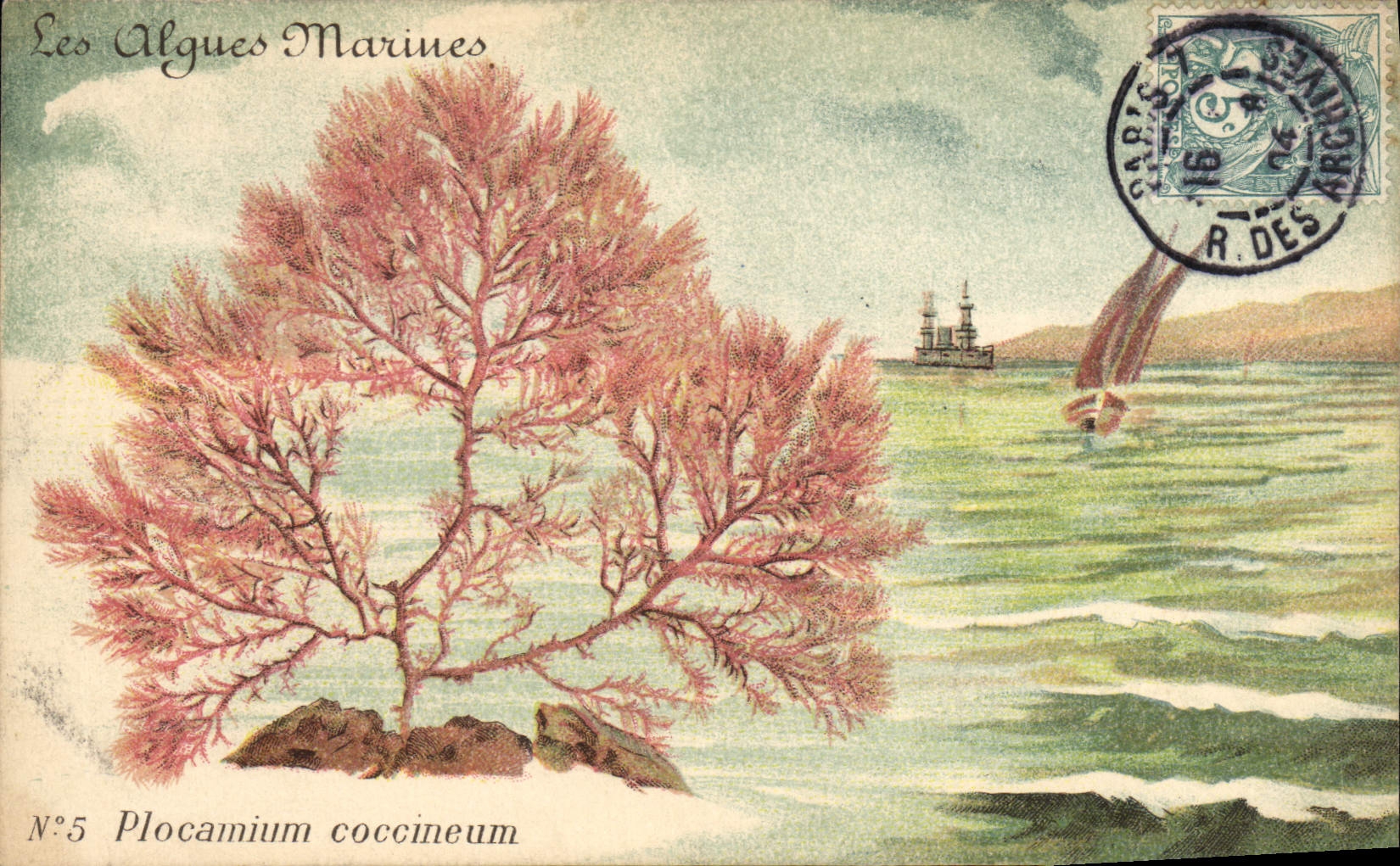 Les Algues Marines — Plocamium coccineum — N°5 — éditeur non visible